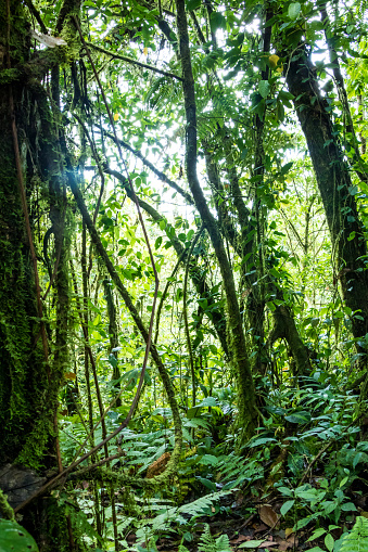 green rainforest texture. full frame trees and leaves in tropical rainforest